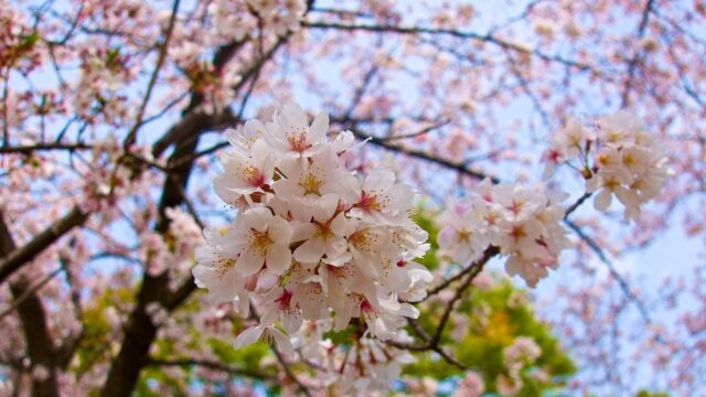 満開の桜の花